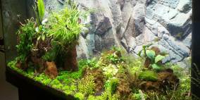 Little Scape - Flowgrow Aquascape/Aquarien-Datenbank