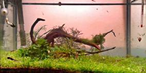 little Sunrise - Flowgrow Aquascape/Aquarien-Datenbank