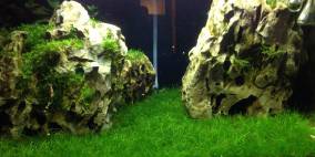 Little Thailand - Flowgrow Aquascape/Aquarien-Datenbank