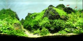 Long way to go - Flowgrow Aquascape/Aquarien-Datenbank