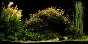 Lost Bridge - Flowgrow Aquascape/Aquarien-Datenbank