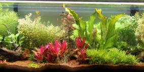 Lukander's bunter Garten - Flowgrow Aquascape/Aquarien-Datenbank