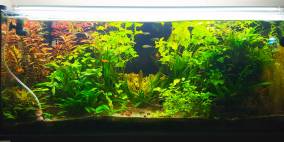 Lukasg - Flowgrow Aquascape/Aquarien-Datenbank