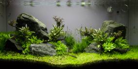 MaBas Felsenwelt - Flowgrow Aquascape/Aquarien-Datenbank