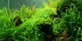 Machu Picchu - Flowgrow Aquascape/Aquarien-Datenbank