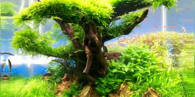 Magical Dream Tree - Flowgrow Aquascape/Aquarien-Datenbank