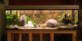 Malawi Becken - Flowgrow Aquascape/Aquarien-Datenbank