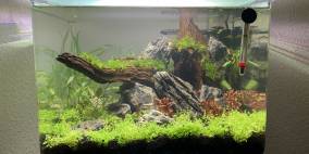 Mangrorock - Flowgrow Aquascape/Aquarien-Datenbank