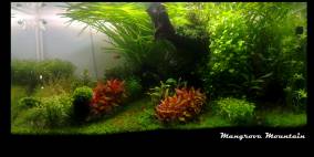 Mangrove Mountain - Flowgrow Aquascape/Aquarien-Datenbank