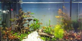 Mark II - Flowgrow Aquascape/Aquarien-Datenbank