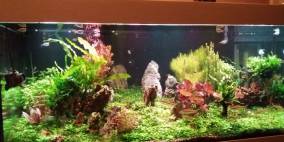 Marktplatz - Flowgrow Aquascape/Aquarien-Datenbank