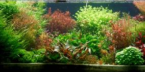 Markus' 130er - Flowgrow Aquascape/Aquarien-Datenbank