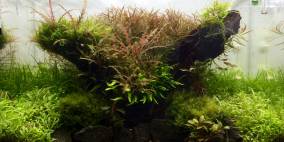 Marshy Meadow - Flowgrow Aquascape/Aquarien-Datenbank