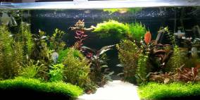 Martins Garten - Flowgrow Aquascape/Aquarien-Datenbank