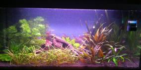 Mein 1. Aquarium 54 - Flowgrow Aquascape/Aquarien-Datenbank