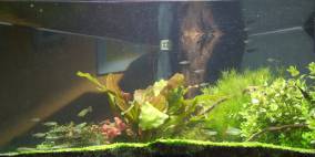 Mein Delta-Becken - Flowgrow Aquascape/Aquarien-Datenbank