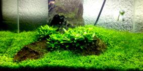 mein erstes Iwagumi - Flowgrow Aquascape/Aquarien-Datenbank