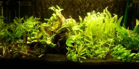 Mein kleines Aquarium - Flowgrow Aquascape/Aquarien-Datenbank