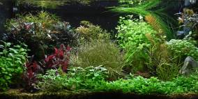 Meine 110L - Flowgrow Aquascape/Aquarien-Datenbank