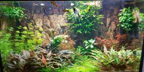 Micha's 300 Liter - Flowgrow Aquascape/Aquarien-Datenbank