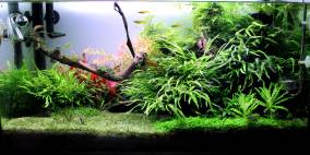 Midgard - Flowgrow Aquascape/Aquarien-Datenbank