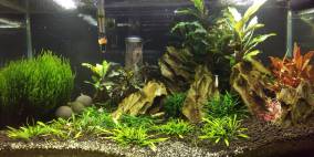 Minas Tirith - Flowgrow Aquascape/Aquarien-Datenbank