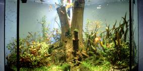 Monument - Flowgrow Aquascape/Aquarien-Datenbank