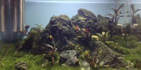 Mountaineous - Flowgrow Aquascape/Aquarien-Datenbank