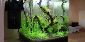 MyStart - Flowgrow Aquascape/Aquarien-Datenbank