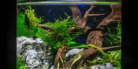 Mystic Kingdom - Flowgrow Aquascape/Aquarien-Datenbank