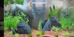 Naboo - Flowgrow Aquascape/Aquarien-Datenbank