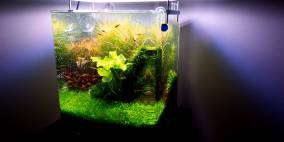 Nano 30er - Flowgrow Aquascape/Aquarien-Datenbank