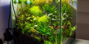 Nano 40l - Flowgrow Aquascape/Aquarien-Datenbank