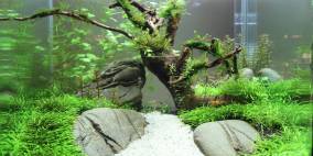 Nano Becken - Flowgrow Aquascape/Aquarien-Datenbank