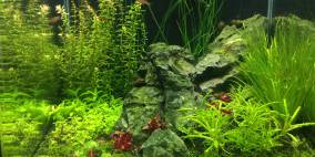 Nano Cube 60l Dennerle - Flowgrow Aquascape/Aquarien-Datenbank