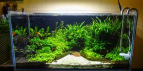 Natural Heritage - Flowgrow Aquascape/Aquarien-Datenbank