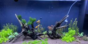 nature's patience - Flowgrow Aquascape/Aquarien-Datenbank