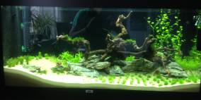 ~ Neonoase ~ - Flowgrow Aquascape/Aquarien-Datenbank