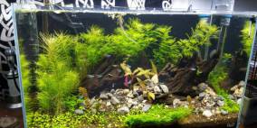 Neons Home - Flowgrow Aquascape/Aquarien-Datenbank