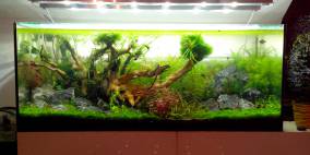 Nice little world - Flowgrow Aquascape/Aquarien-Datenbank