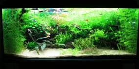 Nichts besonderes - Flowgrow Aquascape/Aquarien-Datenbank