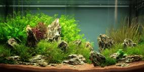 Nowhere Fast - Flowgrow Aquascape/Aquarien-Datenbank