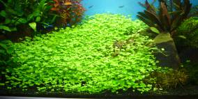 ohne - Flowgrow Aquascape/Aquarien-Datenbank