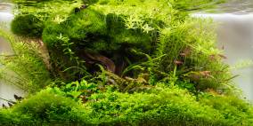 Ohood - Flowgrow Aquascape/Aquarien-Datenbank