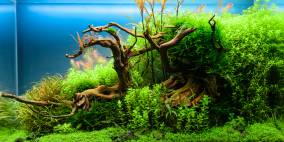 Old Life - Flowgrow Aquascape/Aquarien-Datenbank