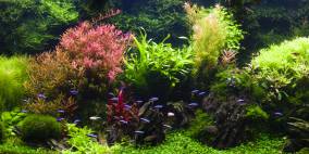 Olli Seins - Flowgrow Aquascape/Aquarien-Datenbank