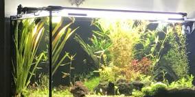 Once and always... - Flowgrow Aquascape/Aquarien-Datenbank