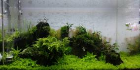 Once it was alive - Flowgrow Aquascape/Aquarien-Datenbank