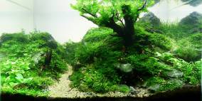 Once there was chaos - Flowgrow Aquascape/Aquarien-Datenbank