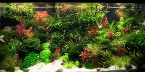 OneMoreTry - Flowgrow Aquascape/Aquarien-Datenbank